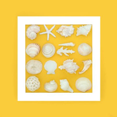 Beyaz çerçeveli sarı arka planda çeşitli deniz kabukları bulunan deniz kabuğu koleksiyonu sınırı. Egzotik ve tropikal çeşitlilikte doğal doğa tasarımı..