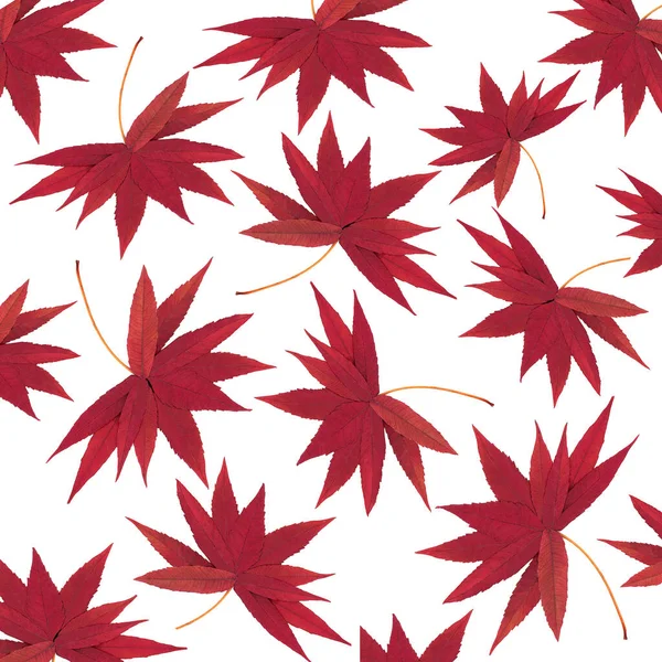 Осень Осень Падения Красный Staghorn Sumac Оставляет Рисунок Природы Белом — стоковое фото