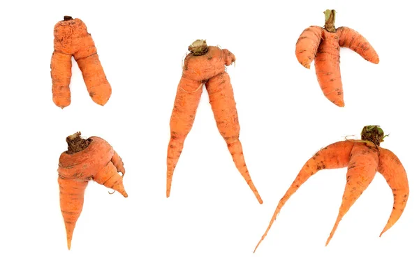 Роздвоєні Деформовані Морквяні Овочі Органічні Недосконалі Приклади Білому Тлі — стокове фото
