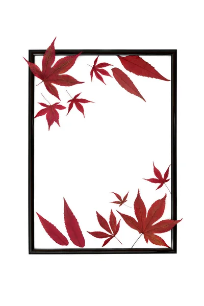 Red Maple Αφήνει Αφηρημένο Μοτίβο Μαύρο Πλαίσιο Λευκό Φόντο Minimal — Φωτογραφία Αρχείου