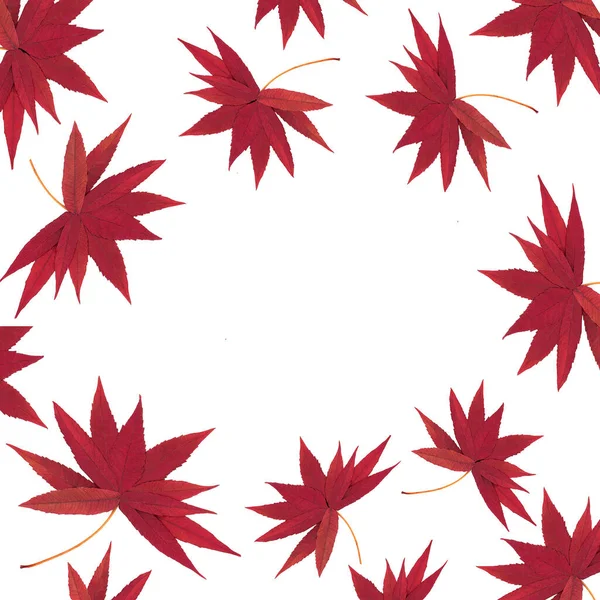 Осенью Осенью Падает Красный Staghorn Sumac Оставляет Дизайн Природы Белом — стоковое фото