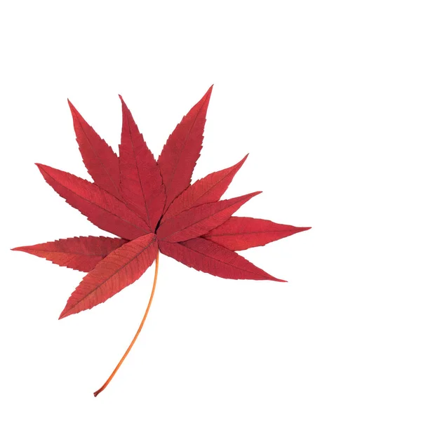 Surreal Autumn Fall Staghorn Sumac Оставляет Форму Дерева Белом Фоне — стоковое фото