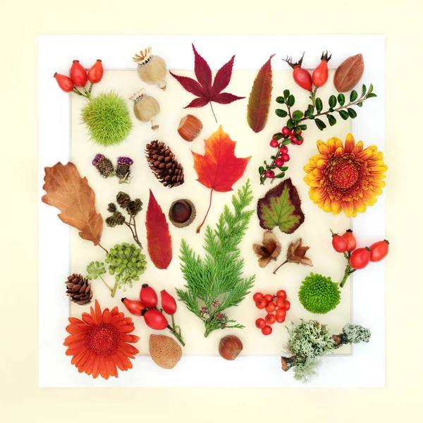 Autumn Thanksgiving leaves, flowers, nuts, berry fruit, seed heads and pine cones. Abundant Fall design concept on cream background. Composition for card, label, gift tag, logo.