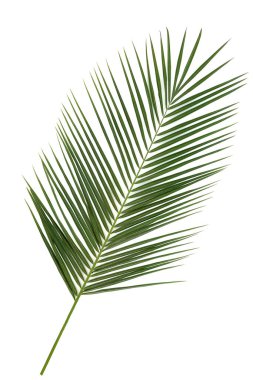 Beyaz arka planda hurma yaprağı. Doğal sembol ve Kanarya Adaları 'nın yerlisi. Anka kanaryası.