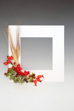 Şükran Günü ve Güz Sonbaharı arpa meyveleri, arpa kılıfları, tohum kafalar, gri yosun dalları ile sınır. Beyaz çerçeveli doğa. 