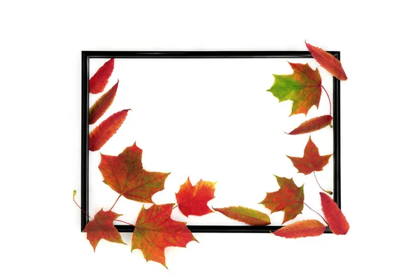 Осень Осень Лист Дизайн Природы Черной Рамкой Белом Фоне Яркий — стоковое фото