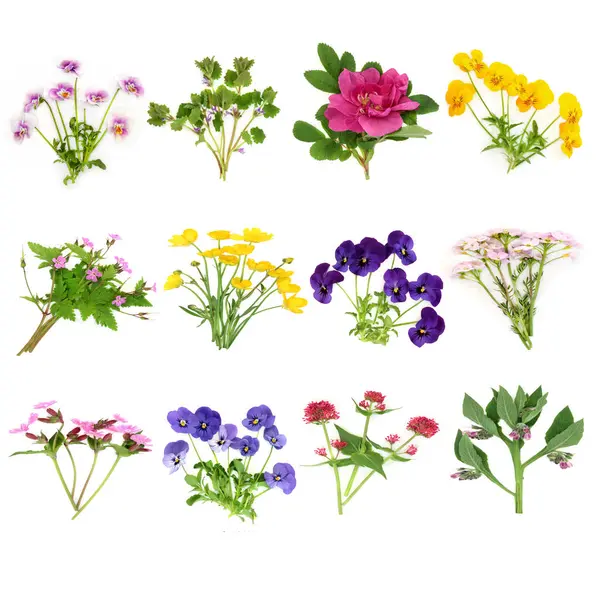 Їстівні Європейські Квіти Дикі Квіти Велика Колекція Квіткова Їжа Здоров Ліцензійні Стокові Фото