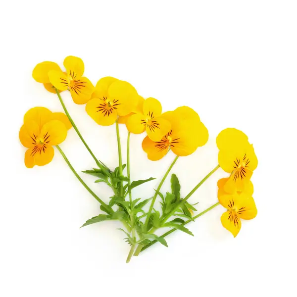 Sárga Árvácska Virág Növény Panola Fajta Fehér Alapon Virágos Ehető Jogdíjmentes Stock Képek