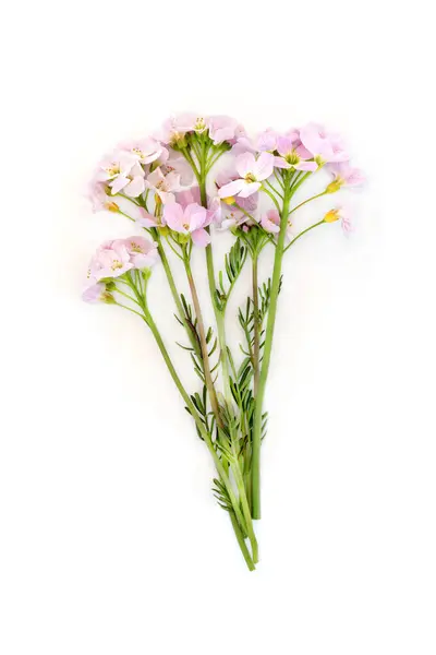 Луговий Крес Більша Квітка Зозулі Білому Використовується Прикрасах Квіткової Їжі Стокова Картинка