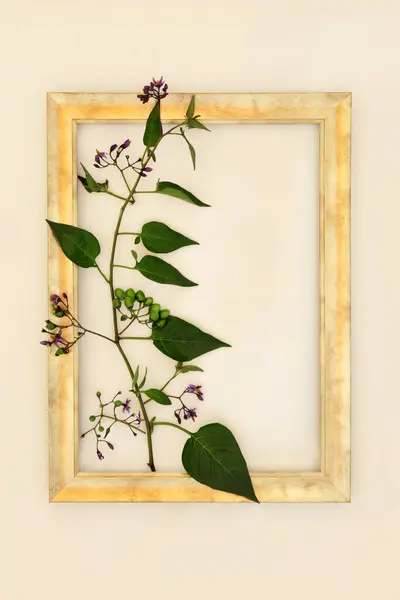 Deadly Nightshade Plant Flowers Green Berries Gold Frame Hemp Paper — Stock Photo, Image