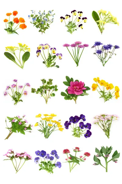 Їстівні Весняні Літні Британські Квіти Велика Колекція Квіткова Їжа Здоров Ліцензійні Стокові Зображення