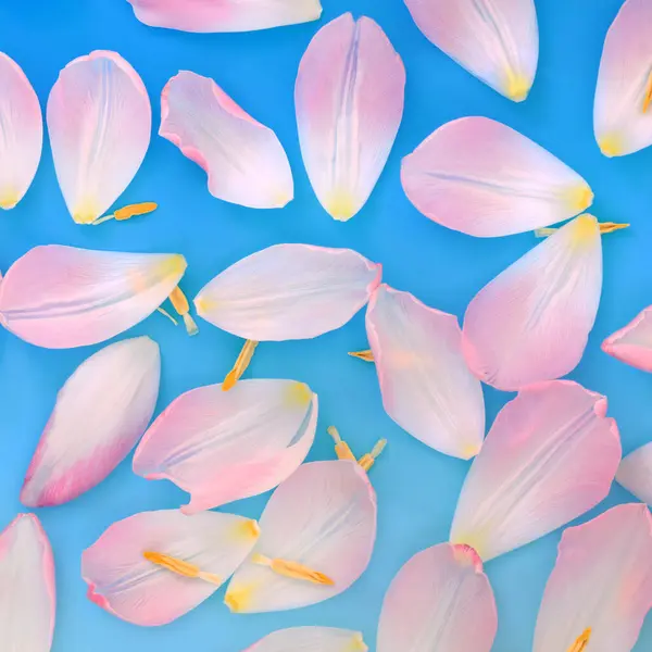 ピンクのチューリップ花の花の抽象的なデザイングラデーションブルーの背景 春の自然な花柄 ロイヤリティフリーのストック画像