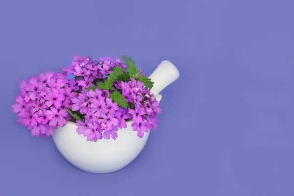 Квіти Трави Вербена Розчині Використовується Природній Трав Яній Медицині Заспокійливий Стокова Картинка
