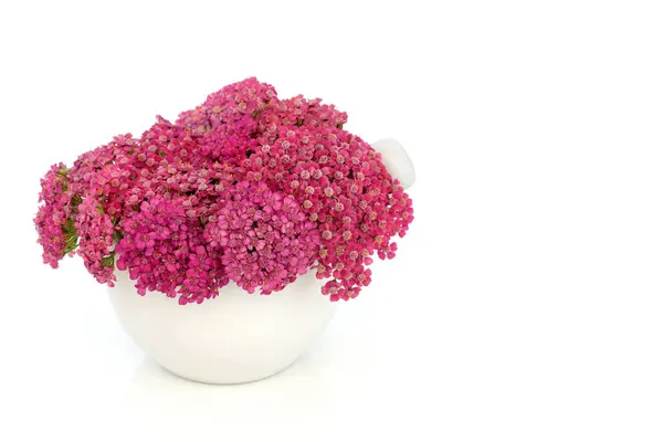 Achillea Yarrow Herbe Fleur Phytothérapie Dans Mortier Porcelaine Avec Pilon Images De Stock Libres De Droits
