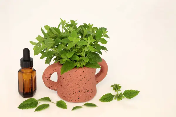 Citroenbalsem Kruid Met Etherische Olie Fles Gebruikt Aromatherapie Natuurlijke Kruidengeneeskunde Stockafbeelding