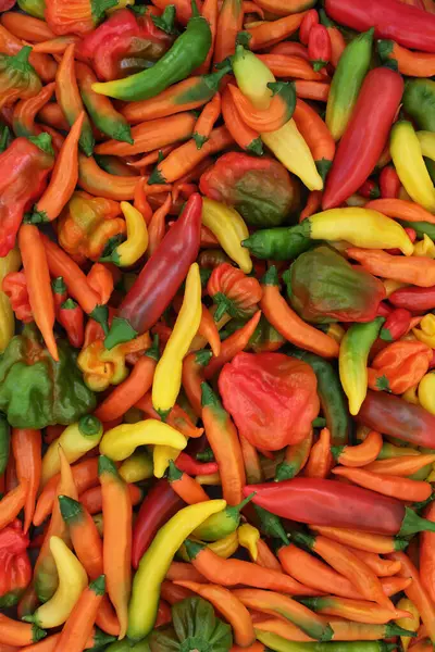 Nagy Gyűjteménye Chili Paprika Forró Fűszeres Zöldségek Helyi Biogazdálkodás Termel Stock Kép