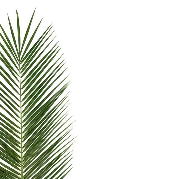 Date Palm Leaf White Background Natural Symbol Native Canary Islands Stock Photo