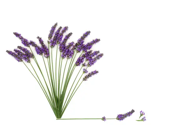 Lavendelblütenkraut Das Der Natürlichen Alternativen Kräutermedizin Verwendet Wird Abstraktes Gesundes Stockbild