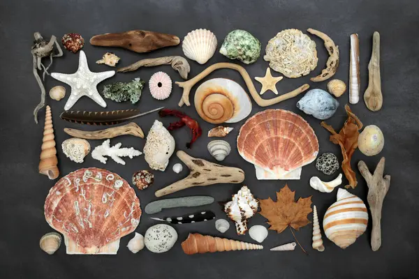 Beautiful Collection Natural Nature Objects Feathers Driftwood Sea Shells Flora ロイヤリティフリーのストック写真