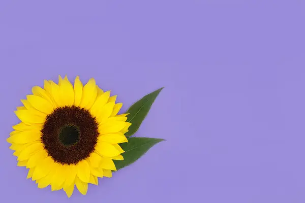 紫色の背景に夏の日差しのサンフラワーシンボル 健康的な種子の食べ物 ビジネスや挨拶カードのための花の自然のデザイン ストック画像
