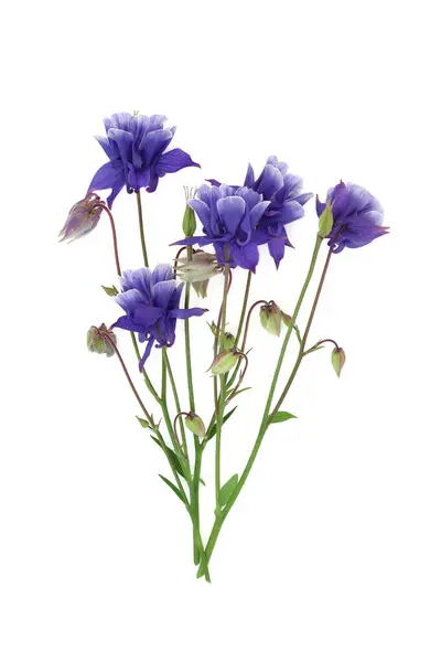 stock image Aquilegia purple flower plant on white. Used in food decoration and natural herbal medicine. Treats diarrhea, jaundice, ulcers, kidney stones, rheumatism Is a sedative, astringent, anti inflammatory.