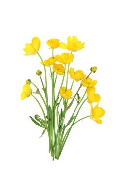 Düğünçiçeği çayırı, beyaz üzerine kır çiçeği bitkisi. Çiçekler gıda dekorasyonu ve doğal bitkisel ilaçlarda kullanılır. Eklem iltihabı, bronşit, deri sorunları, kabarcıklar, iltihap tedavisi. Ranunculus bulbosus.