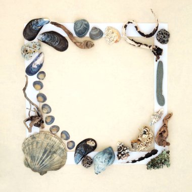 Beyaz çerçeveli nesnelerin doğal kolaj arka planı. Deniz kabuğu koleksiyonu, sürüklenen odun, kaya, tüy ve flora.