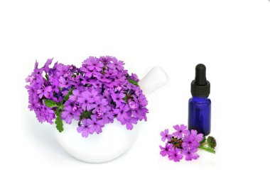 Purple verbena herb flowers used in herbal medicine with essential oil as a sedative, treats insomnia, depression, female problems,  arthritis and heart conditions. On white. Verbena bonariensis clipart