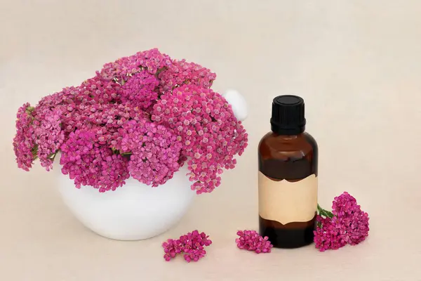 stock image Achillea yarrow herb flower. Used in herbal medicine and food decoration with tincture oil bottle. Treats hemorrhoids, wounds, bloating, flatulence. On hemp paper background.