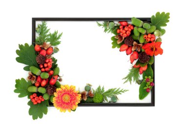 Sonbahar hasat festivali doğa sınırında. Beyaz, siyah resim çerçevesi, meyve, fındık, yaprak, tohum, çiçek üzerine canlı renkli tasarım.