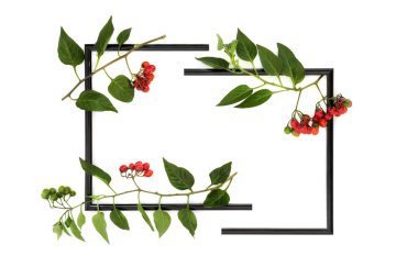 Ölümcül itüzümü atropa belladonna soyut arka plan beyaz üzerine bölünmüş çerçeve. Zehirli bitki, kırmızı böğürtlen, profesyonel bakım altında bitkisel ilaçlarda kullanılır..