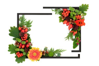 Autumn Fall soyut doğa arkaplan sınırı. Beyaz üzerine canlı renkli tasarım, bölünmüş siyah resim çerçevesi, meyve, fındık, yapraklar, tohumlar, çiçekler.