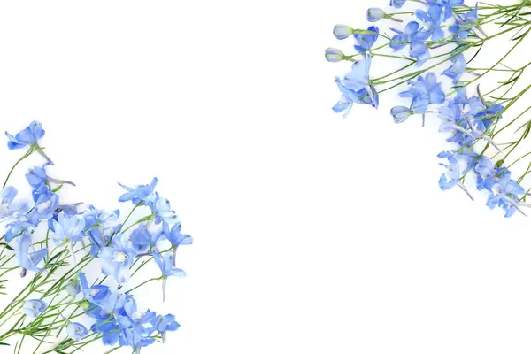 stock image Blue Delphinium flower background border on white. Blue summer flowers enchanting beautiful nature arrangement.