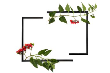 Ölümcül itüzümü atropa belladonna soyut arka plan beyaz üzerine bölünmüş çerçeve. Zehirli bitki, kırmızı böğürtlen, profesyonel bakım altında bitkisel ilaçlarda kullanılır..  