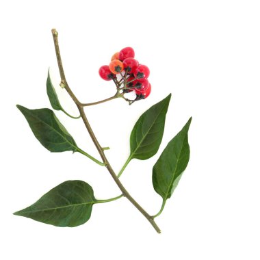 Kırmızı böğürtlenli zehirli itüzümü. Profesyonel bakım altında alternatif bitkisel ilaçlarda kullanılan zehirli bitki örtüsü. Atropa belladonna.