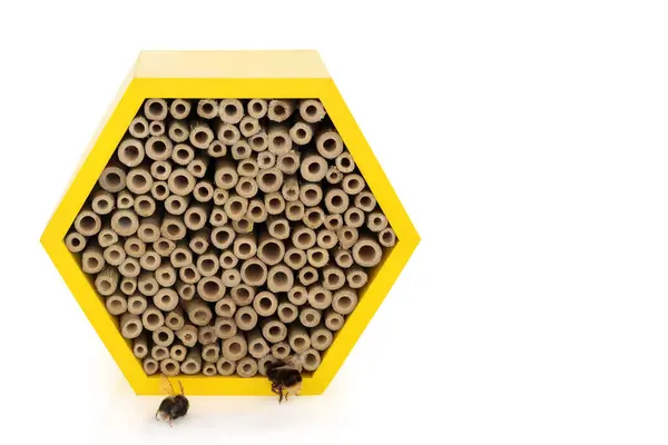 stock image Bee house for conservation and protection with honey bees on white. Eco friendly shelter hexagonal wooden shape with bamboo.