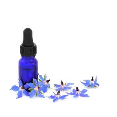 Borage bitkisi özü geleneksel bitkisel ilaç ve beyaz üzerine mavi yağ damlası şişesi. Bütünsel sağlık ve iyileşme için pek çok ilaç olarak kullanılır..