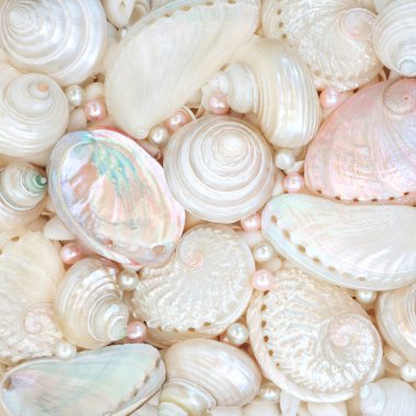 İnciler ve deniz kabuğu koleksiyonunun anası. Abalone troca ve turbo salyangoz kabukları. Tebrik kartı için güzel deniz yaşamı tasarımı.