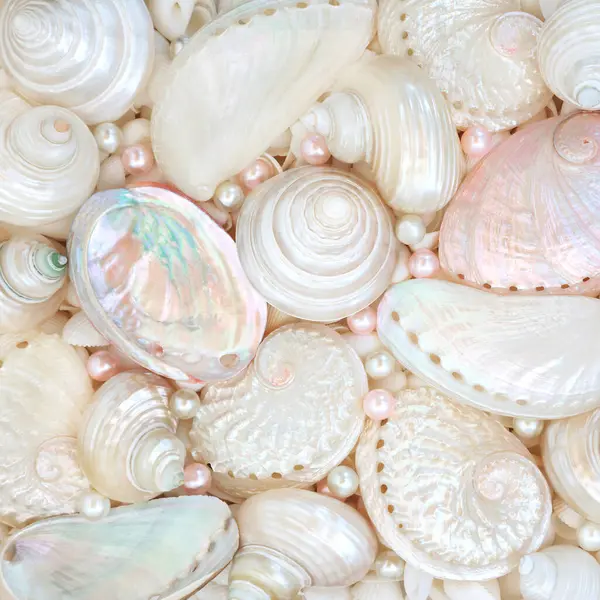 stock image Pearls and mother of pearl seashell background collection. Abalone troca and turbo snail shells. Beautiful nature marine life design for greeting card.