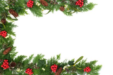 Noel kışında doğal bitki örtüsü, kutsal üzüm, sarmaşık, ökseotu üzümü, beyaz arka plan çerçeve sınırında sedir köknarı konileri. Noel Noel Xmas için coşkulu bir tasarım..