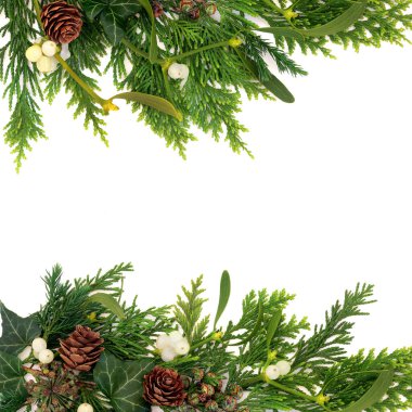 Kış gündönümü bitki örtüsü beyazın arka plan sınırı. Ökseotu üzümü, sarmaşık, sedir köknarı yeşilliği. Doğal çerçeve dekorasyonu, cadı, pagan, Druid doğa sembolleri...