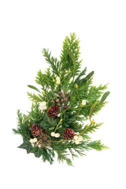 Kış sedir ağacı, ökseotu sarmaşığı, Noel şenliği için kozalak buketi süsü. Beyaz üzerine doğal geleneksel yeşillik tasarımı.