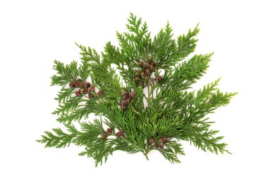 Beyaz arka planda çam kozalaklı sedir selvisi yaprakları. Dekoratif amaçlı doğal bitki örtüsü. Cupressaceae,