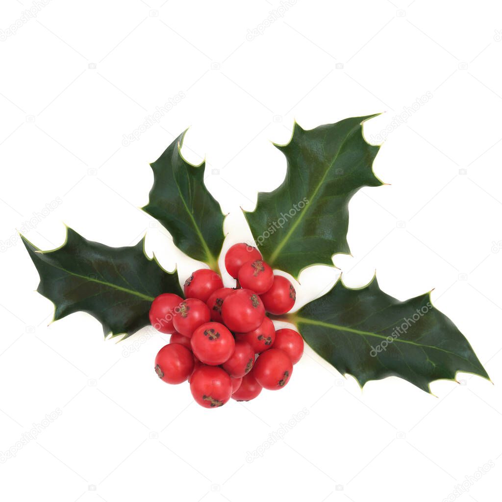 Winter holly red berry traditional nature flora decoration for Christmas and the Yule, New Year. On white background. Festive symbol for the holiday season