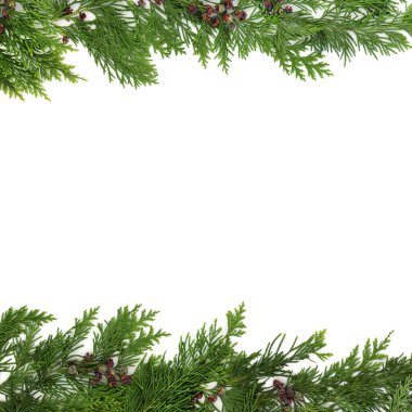 Winter cedar leaf flora christmas greenery background foliage minimal frame border on white. Natural nature design for invitation, gift tag, label. Copy space. clipart