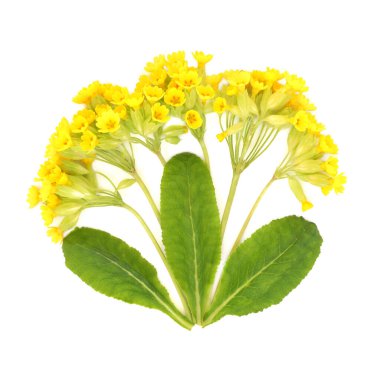 Cowslip flowers and leaves, spring flora on white. Used in herbal medicine to treat digestion, respiratory, skincare and stress problems. Primulaceae. clipart