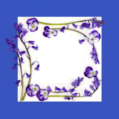 Bluebell ve beyaz çerçeveli nonoş çiçek arkaplanı, maviye kopyalama alanı. Mayıs Bayramı, Beltane, Doğum günü için bahar, anneler günü tebrik kartı..
