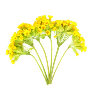 Beyaz üzerine sığır derisi bahar çiçekleri. Doğal bitkisel ilaçlarda sindirim, solunum, cilt bakımı ve stres sorunlarını tedavi etmek için kullanılır. Primulaceae.