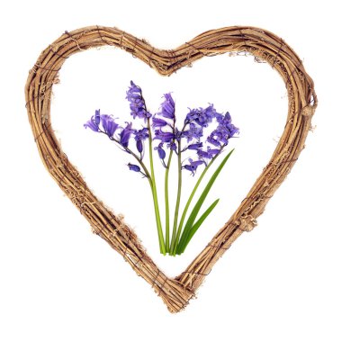 BlueBell çiçek aranjmanı ve beyaz üzerine kalp çelengi. Bahar Beltane Pagan ve Galya festivalleri için çiçek sembolü. Aşkın, yenilenmenin ve başlangıcın işareti.