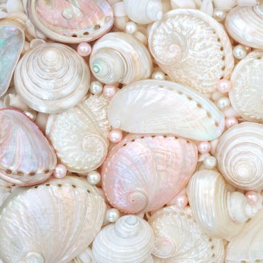 İnciler ve deniz kabuğu çeşitleri. Abalone troca ve turbo salyangoz kabukları. Tebrik kartı için güzel deniz yaşamı tasarımı.